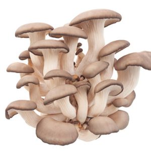 Fresh Oyster Mushrooms
